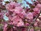 Pink Kwanzan Cherry Blossoms in April in Spring