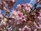 Pink Kwanzan Cherry Blossoms in Spring in Early April