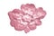 Pink lace isolated