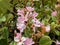 Pink Lady Pinkie Indian Hawthorn Common Bush with Pink Flowers