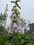 Pink lady`s glove flower blooming in the garden with raindrops clinging to the flowers with blur background