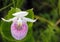 Pink Lady Slipper in Manitoba ditch