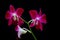 Pink laelia anceps orchids against black background 