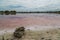 Pink lagoon of Xtampu village. The peculiar pink color is due to the high concentrations of salt and the crustacean â€œArtemia