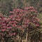 Pink Laligurans, rhododendron, near Ghandruk