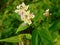 Pink Lantana Camara flowers blossom with fruits in india