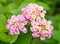 Pink lantana flowers.