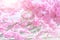 Pink large flowers of the sakura tree on the branches blossom. Cage for birds with butterflies.