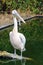 Pink large Pelican Pelecanus on the branches of fallen trees. Bird of the family Pelecanidae with a huge beak