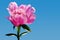pink large peony flower close-up side view blue background