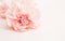 Pink large peony, rose or cloves buds on a white background as a blank for advertising text