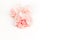 Pink large peony, rose or cloves buds on a white background as a blank for advertising text