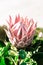 Pink Large Protea Half Opened