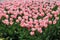 Pink large tulips large flowerbed