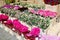 Pink Lathyrus bouquets, flower market Amsterdam