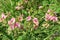 Pink lathyrus flowers in the field, europe