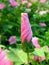 Pink lavatera bud