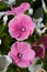 Pink Lavatera flower