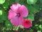 Pink lavatera flowers