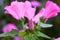 Pink lavatera mallow flowers and flower buds