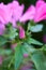 Pink lavatera mallow flowers and flower buds