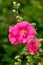 Pink lavatera, wild rose flowers in summer cottage garden