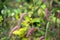 Pink lavender flowers of Sanguisorba hakusanensis, also called Korean mountain burnet or lilac squirrel