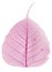 Pink leaf