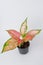 Pink leaf aglaonema plant growing in pot isolated on white background