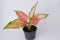 Pink leaf aglaonema plant growing in pot isolated on white background