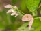 Pink Leaflet of Snowflake Hibiscus