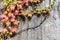 Pink leafs on decaying concrete wall.