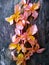 Pink leafs on an old wooden background