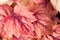 Pink leaves of heuchera