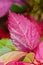 Pink leaves of the Hibiscus