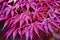 Pink leaves of the Japanese maple trees Acer palmatum in the park