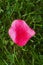 Pink leaves of a Plastic Rose