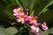 Pink leelawadee flower
