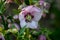 PInk Lenten Rose