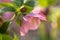 Pink Lenten Rose in Spring Garden