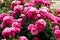 Pink Leonardo da Vinci rose bushes