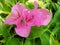 pink Lesser Bougainvillea