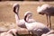 Pink lesser flamingo, Phoeniconaias minor