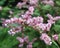 Pink Lesser Knotweed Flowers