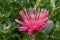 Pink leucospermum flower in bloom