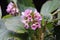 The pink and lila blossoms of Saxifrage in the garden