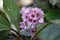 The pink and lila blossoms of Saxifrage in the garden