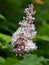 Pink Lilac Blooming in Alaska