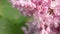 Pink lilac blooming natural background