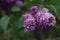 Pink lilac blooming in spring garden syringa chinensis